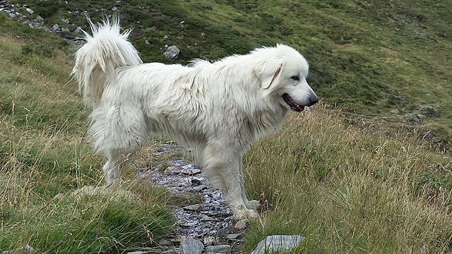 GreatPyrenees1.jpg